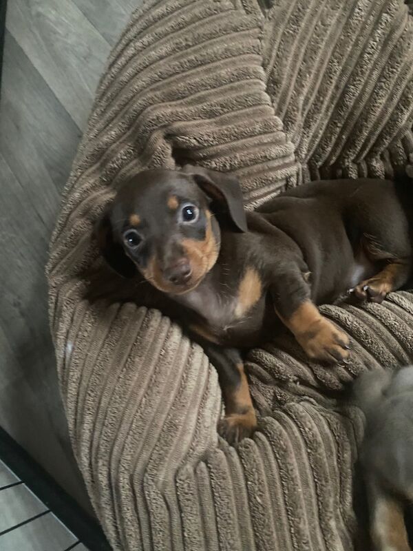 Stunning Dachshund puppies! Ready to go!! for sale in Christchurch, Dorset - Image 9