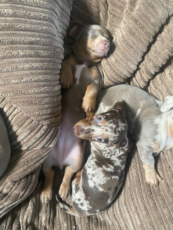 Stunning Dachshund puppies! Ready to go!! for sale in Christchurch, Dorset - Image 10