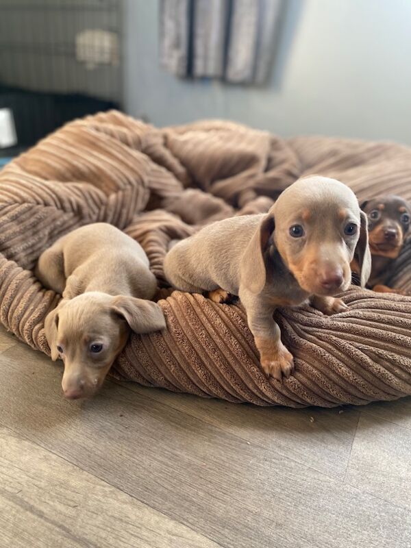 Stunning Dachshund puppies! Ready to go!! for sale in Christchurch, Dorset - Image 11