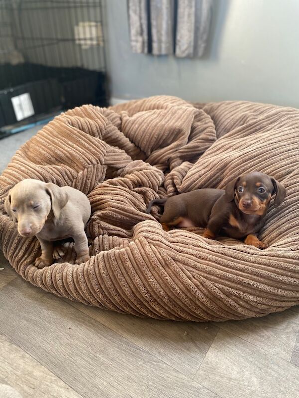 Stunning Dachshund puppies! Ready to go!! for sale in Christchurch, Dorset - Image 12