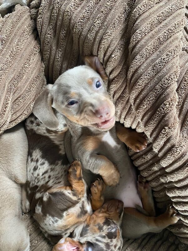 Stunning Dachshund puppies! Ready to go!! for sale in Christchurch, Dorset - Image 13