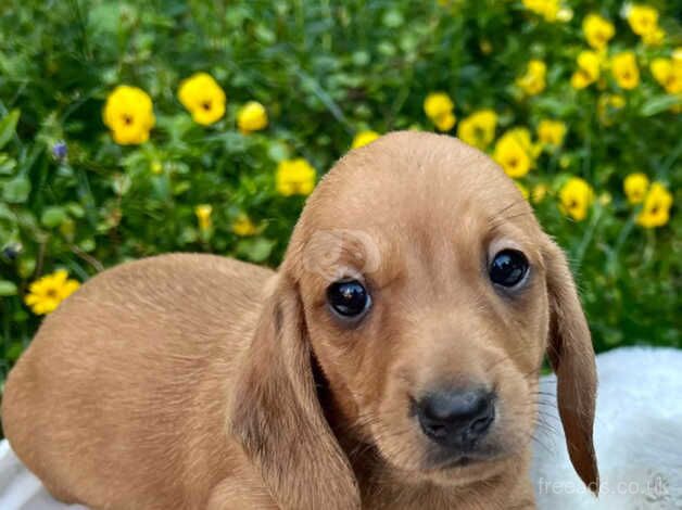 Stunning dachshund puppys for sale in Leicester, Leicestershire - Image 1