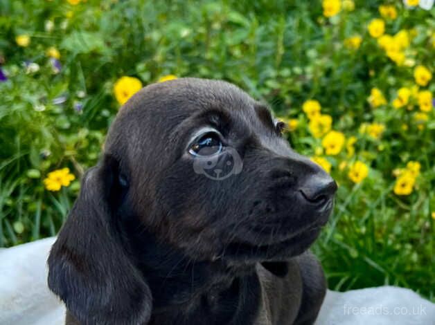 Stunning dachshund puppys for sale in Leicester, Leicestershire - Image 2