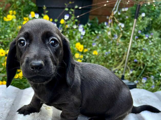 Stunning dachshund puppys for sale in Leicester, Leicestershire - Image 3