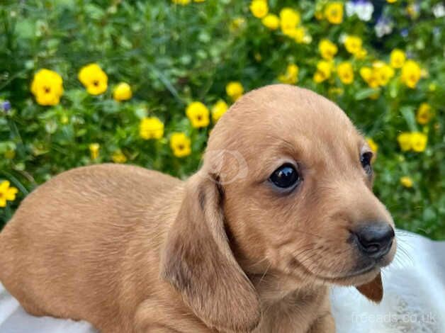 Stunning dachshund puppys for sale in Leicester, Leicestershire - Image 4