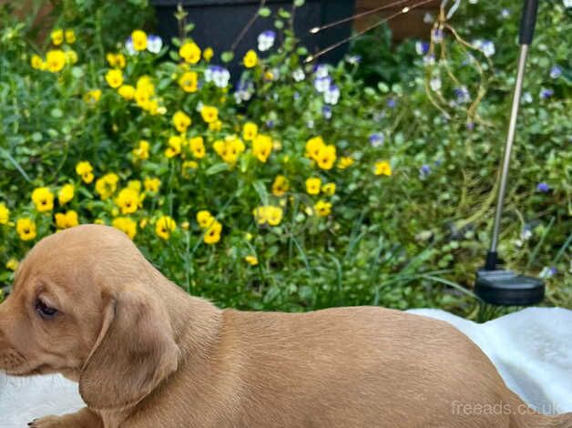 Stunning dachshund puppys for sale in Leicester, Leicestershire - Image 5