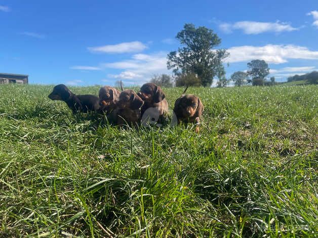 Stunning dachshunds puppies choc dapple for sale in Whitby, North Yorkshire