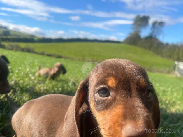 Stunning dachshunds puppies choc dapple for sale in Whitby, North Yorkshire - Image 2