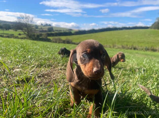 Stunning dachshunds puppies choc dapple for sale in Whitby, North Yorkshire - Image 3