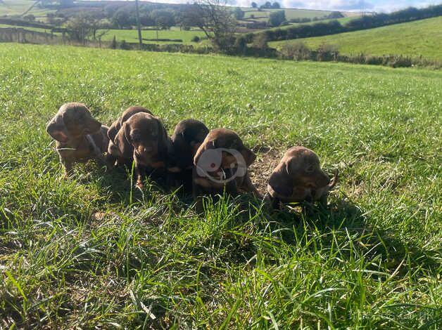 Stunning dachshunds puppies choc dapple for sale in Whitby, North Yorkshire - Image 4