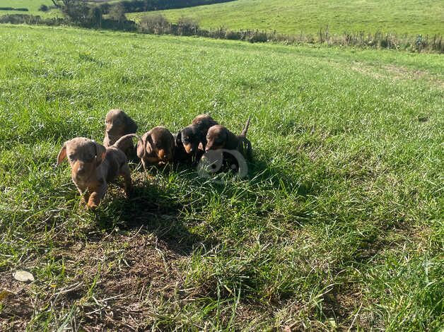 Stunning dachshunds puppies choc dapple for sale in Whitby, North Yorkshire - Image 5