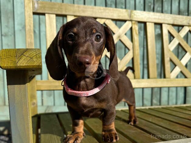 Stunning Dachshunds Puppies Ready Now for sale in Torquay, Devon