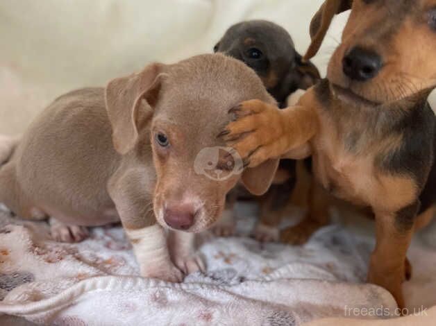 Stunning dachshundxJackrussel for sale in Ashford, Devon - Image 2