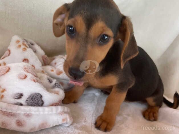 Stunning dachshundxJackrussel for sale in Ashford, Devon - Image 4