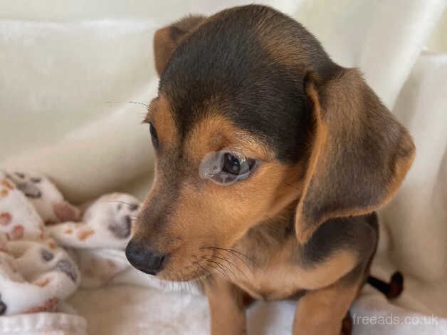 Stunning dachshundxJackrussel for sale in Ashford, Devon - Image 5