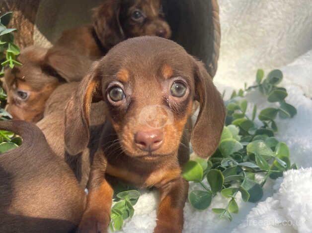 STUNNING DNA TESTED MINIATURE DACHSHUNDS for sale in Peterborough, Cambridgeshire