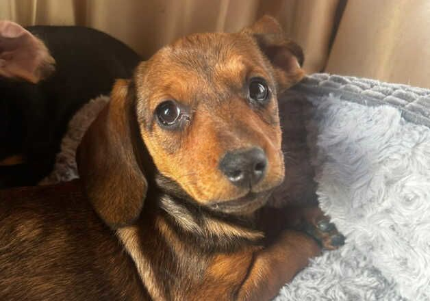 Stunning highly intelligent puppies for sale in Ampthill, Bedfordshire