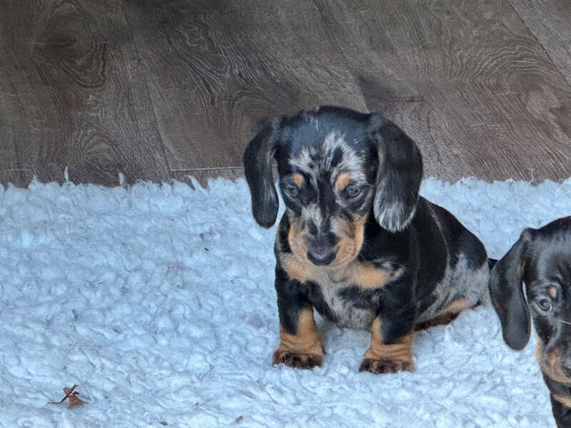 Stunning KC Registered mini smooth coat Dachshunds for sale in Kelso, Scottish Borders - Image 1