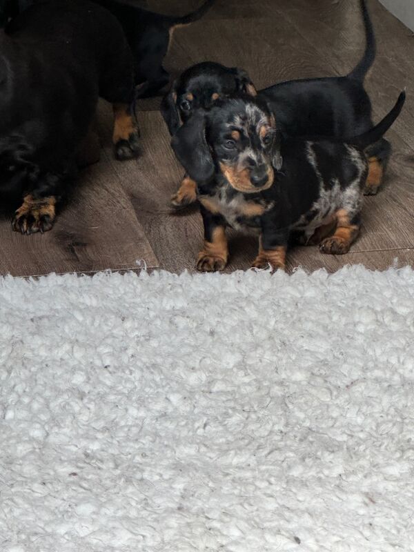 Stunning KC Registered mini smooth coat Dachshunds for sale in Kelso, Scottish Borders - Image 3