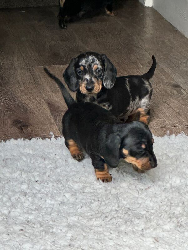 Stunning KC Registered mini smooth coat Dachshunds for sale in Kelso, Scottish Borders - Image 4