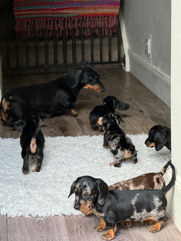 Stunning KC Registered mini smooth coat Dachshunds for sale in Kelso, Scottish Borders - Image 5