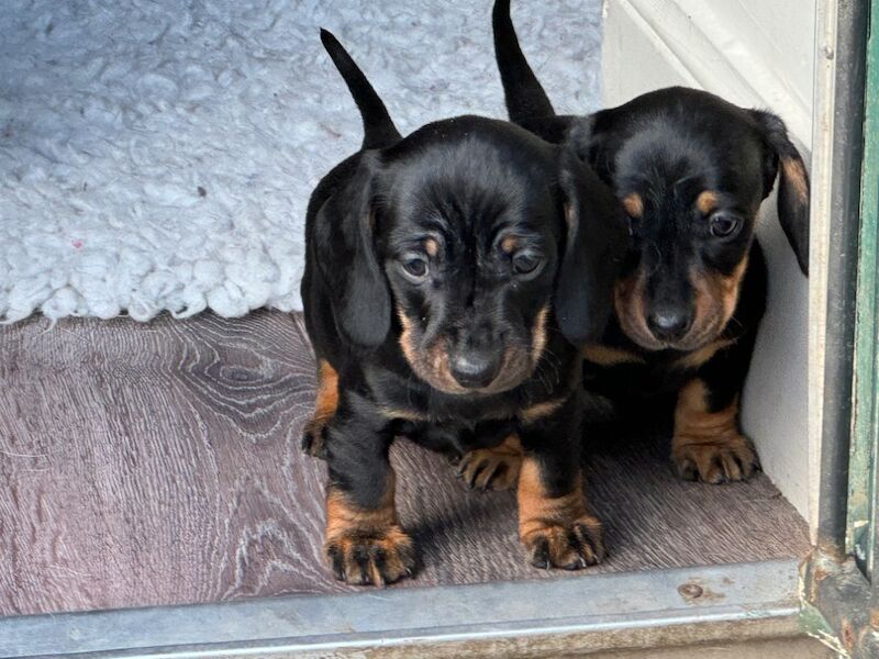 Stunning KC Registered mini smooth coat Dachshunds for sale in Kelso, Scottish Borders - Image 6