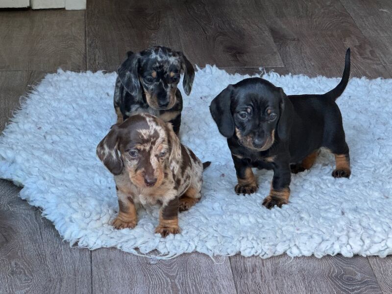 Stunning KC Registered mini smooth coat Dachshunds for sale in Kelso, Scottish Borders - Image 7