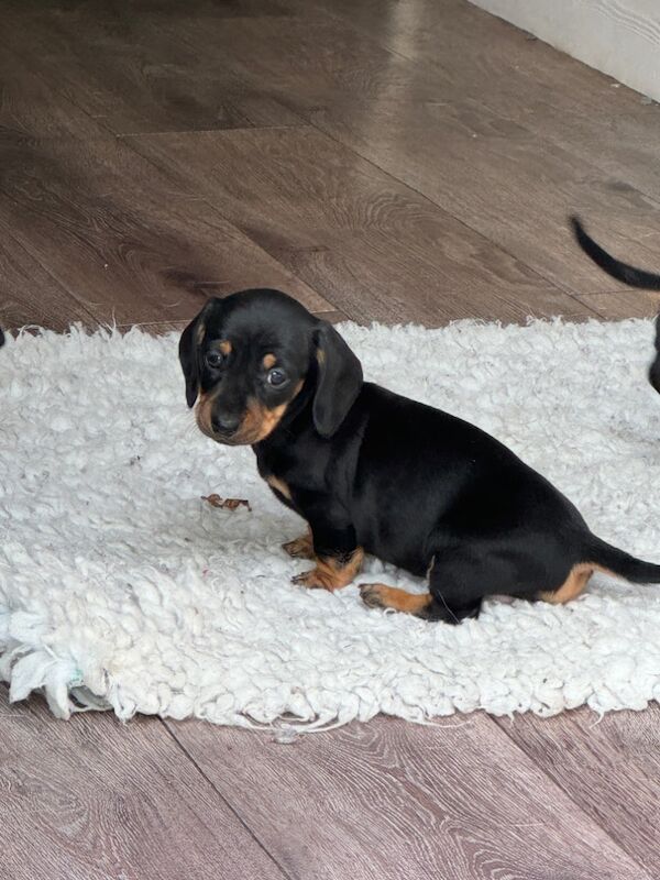 Stunning KC Registered mini smooth coat Dachshunds for sale in Kelso, Scottish Borders - Image 8