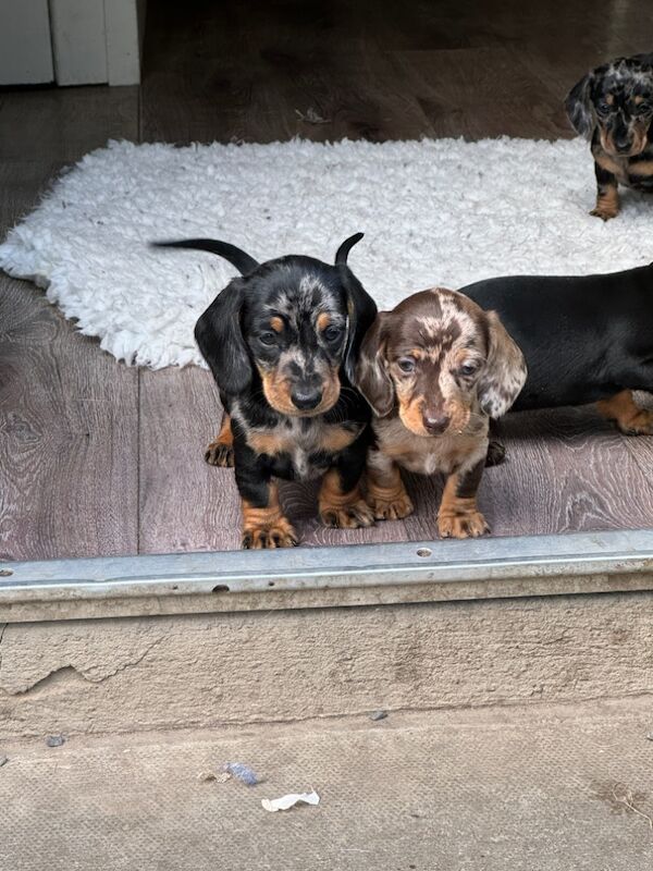 Stunning KC Registered mini smooth coat Dachshunds for sale in Kelso, Scottish Borders - Image 9