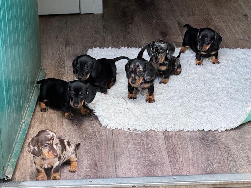 Stunning KC Registered mini smooth coat Dachshunds for sale in Kelso, Scottish Borders - Image 10