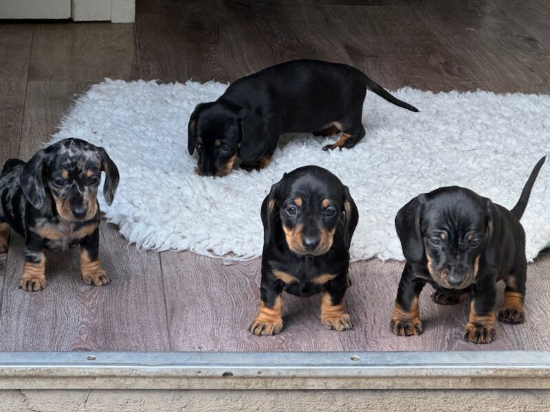 Stunning KC Registered mini smooth coat Dachshunds for sale in Kelso, Scottish Borders - Image 11