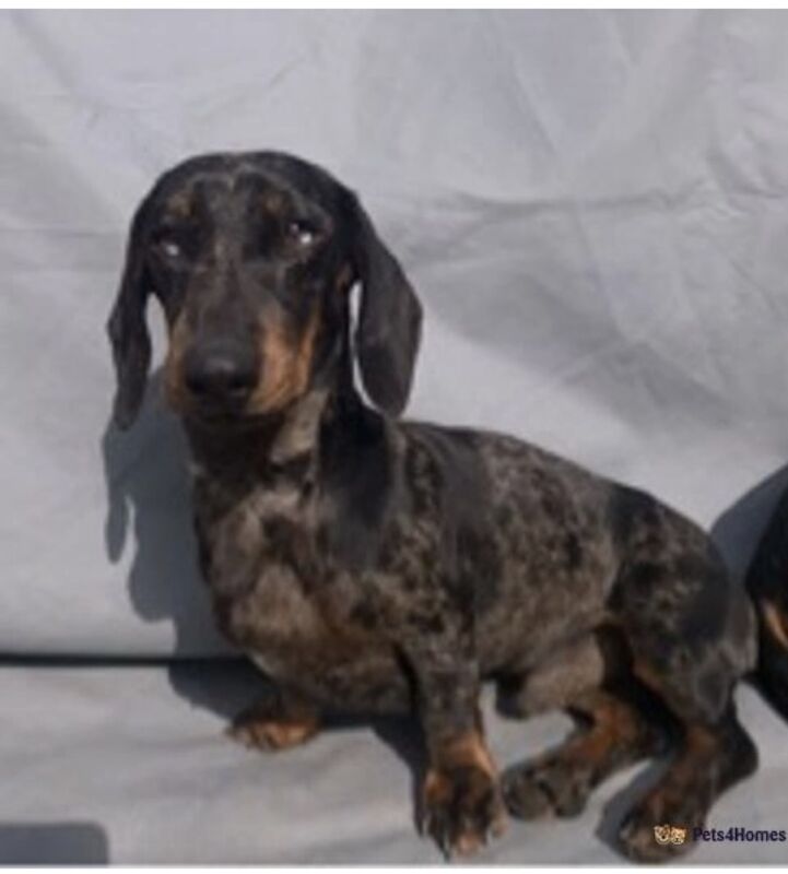 Stunning KC Registered mini smooth coat Dachshunds for sale in Kelso, Scottish Borders - Image 12