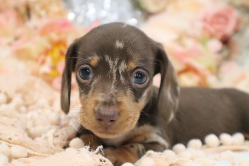 Stunning K.C Registered Miniature Dachshund Puppies for sale in Wisbech, Cambridgeshire