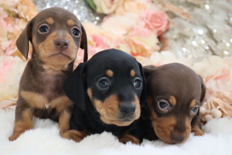 Stunning K.C Registered Miniature Dachshund Puppies for sale in Wisbech, Cambridgeshire - Image 2