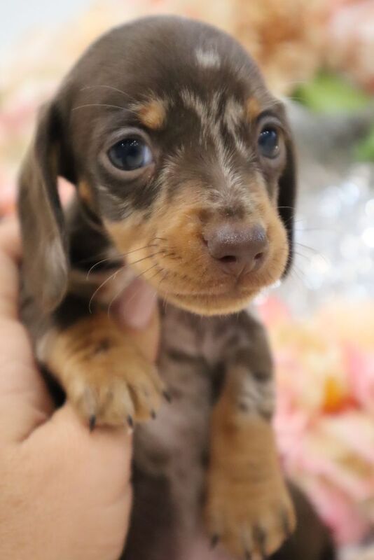 Stunning K.C Registered Miniature Dachshund Puppies for sale in Wisbech, Cambridgeshire - Image 3