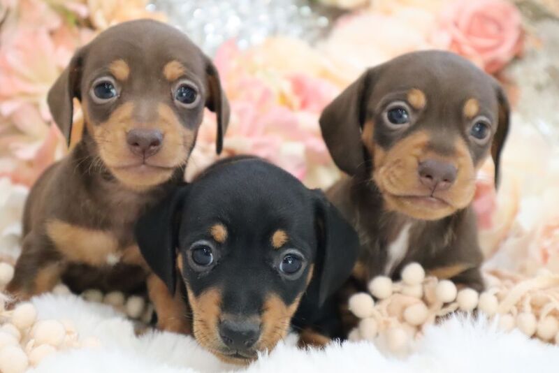 Stunning K.C Registered Miniature Dachshund Puppies for sale in Wisbech, Cambridgeshire - Image 4