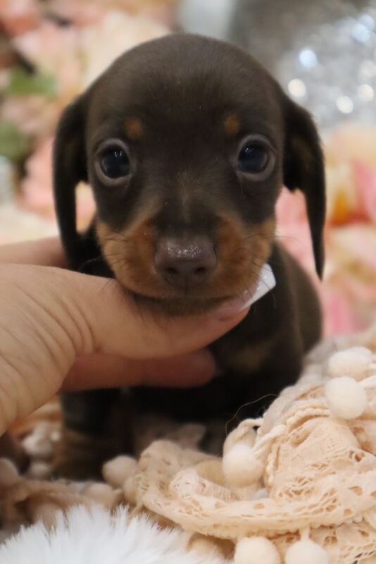 Stunning K.C Registered Miniature Dachshund Puppies for sale in Wisbech, Cambridgeshire - Image 5