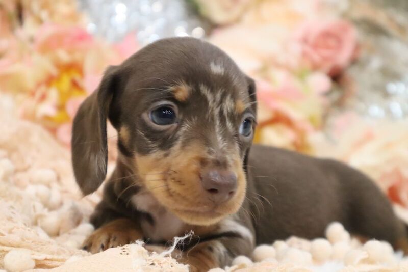 Stunning K.C Registered Miniature Dachshund Puppies for sale in Wisbech, Cambridgeshire - Image 6