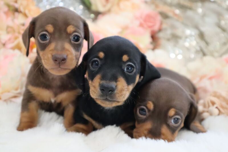 Stunning K.C Registered Miniature Dachshund Puppies for sale in Wisbech, Cambridgeshire - Image 7