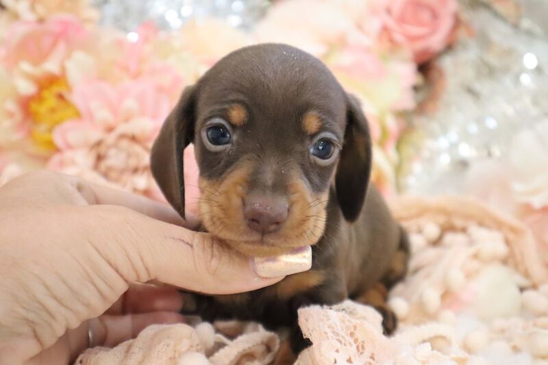 Stunning K.C Registered Miniature Dachshund Puppies for sale in Wisbech, Cambridgeshire - Image 8