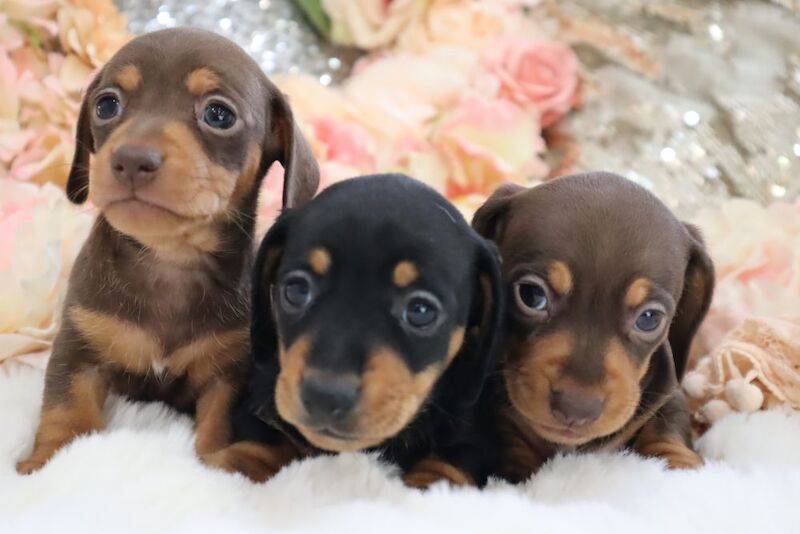 Stunning K.C Registered Miniature Dachshund Puppies for sale in Wisbech, Cambridgeshire - Image 9