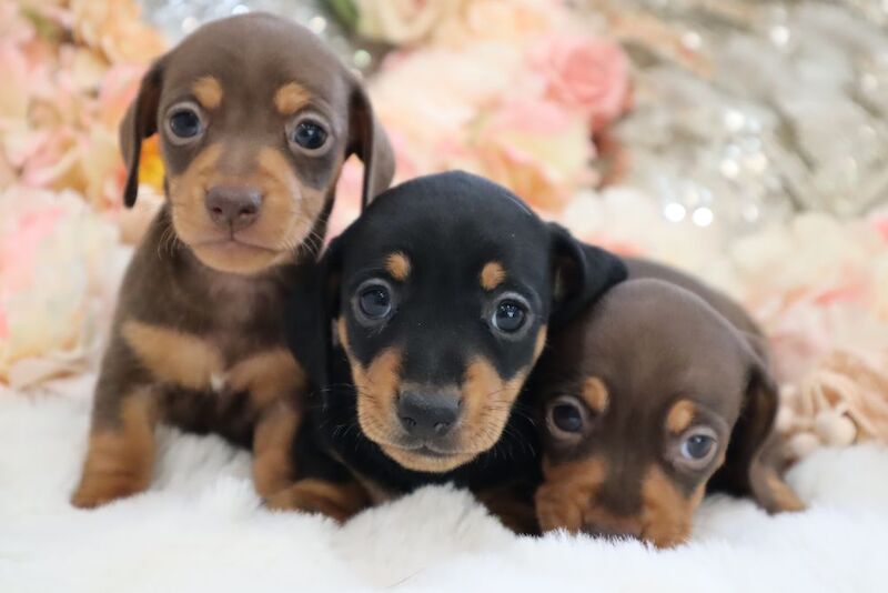 Stunning K.C Registered Miniature Dachshund Puppies for sale in Wisbech, Cambridgeshire - Image 10