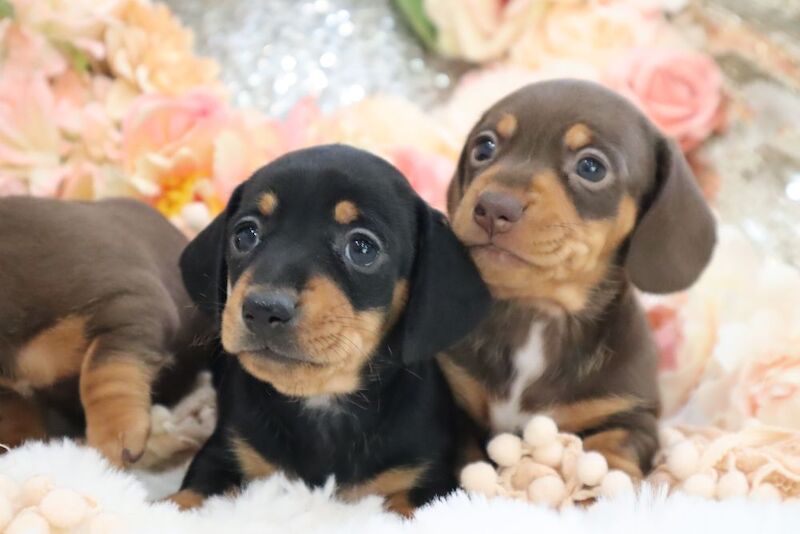 Stunning K.C Registered Miniature Dachshund Puppies for sale in Wisbech, Cambridgeshire - Image 11