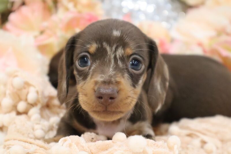 Stunning K.C Registered Miniature Dachshund Puppies for sale in Wisbech, Cambridgeshire - Image 12