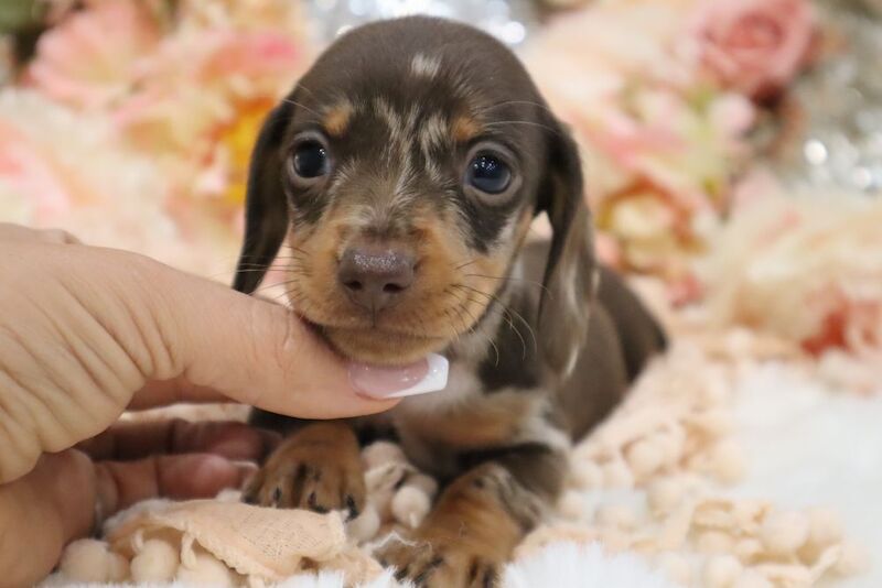 Stunning K.C Registered Miniature Dachshund Puppies for sale in Wisbech, Cambridgeshire - Image 13