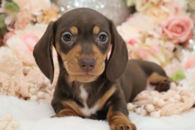 Stunning K.C Registered Miniature Dachshund Puppies for sale in Wisbech, Cambridgeshire