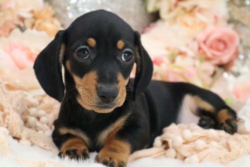 Stunning K.C Registered Miniature Dachshund Puppies for sale in Wisbech, Cambridgeshire - Image 2