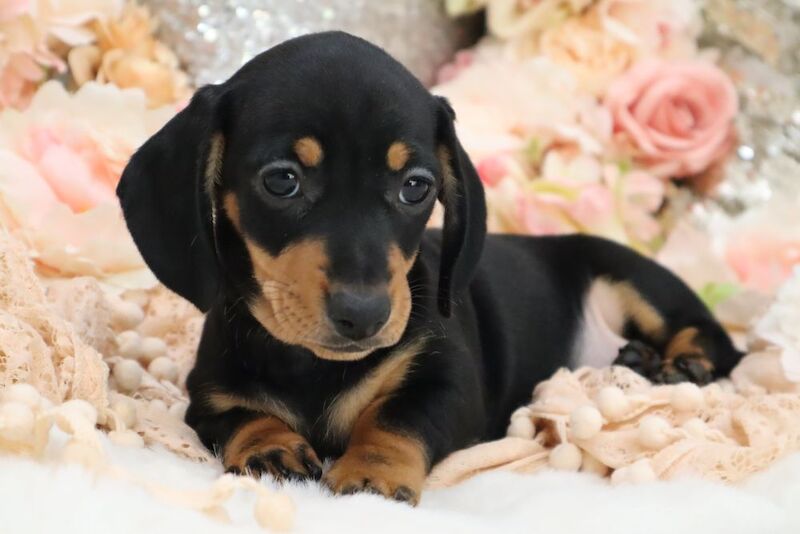 Stunning K.C Registered Miniature Dachshund Puppies for sale in Wisbech, Cambridgeshire - Image 3