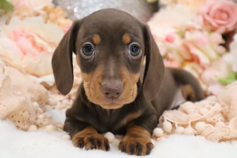 Stunning K.C Registered Miniature Dachshund Puppies for sale in Wisbech, Cambridgeshire - Image 4