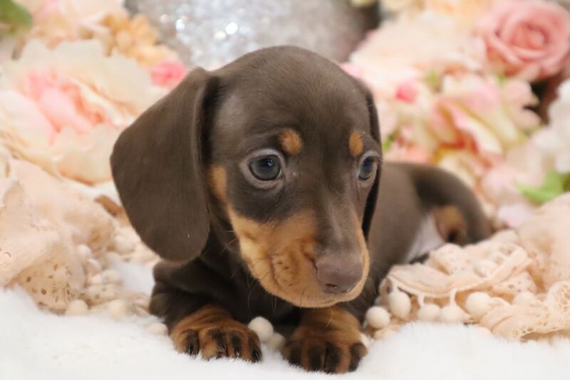 Stunning K.C Registered Miniature Dachshund Puppies for sale in Wisbech, Cambridgeshire - Image 5